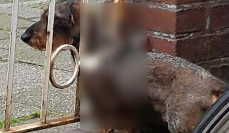 Pas mu je stalno bježao kroz ogradu, morate vidjeti koje genijalno rješenje je vlasnik smislio