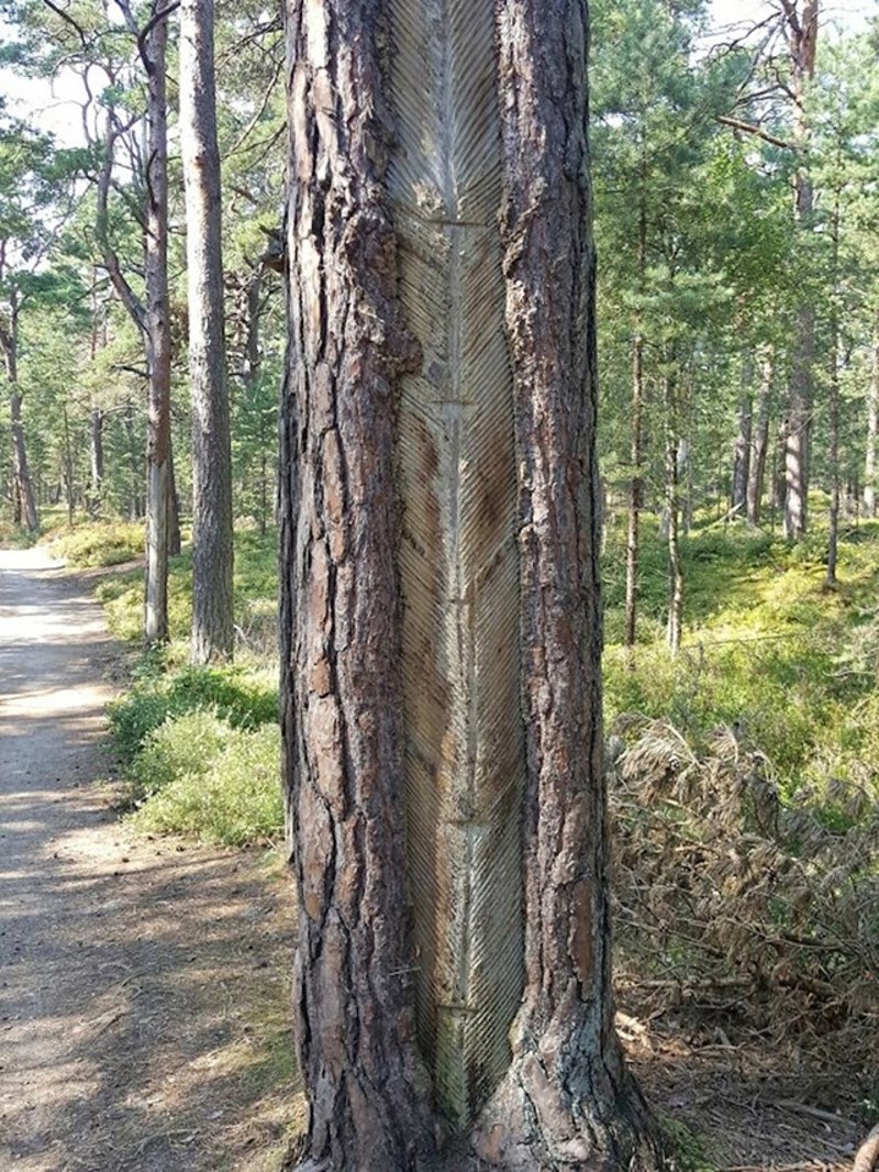 Kakve su ovo linije na stablu?