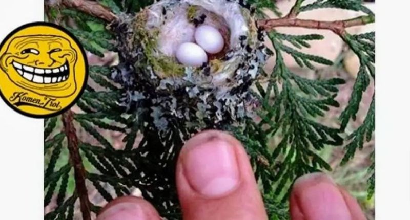 Išao se pohvaliti kako je pronašao gnijezdo kolibrića, tip u komentaru ga je nokautirao objavom