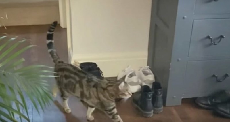 Primijetili su da im se mačka svaki dan iskrada iz sobe, ostali su u šoku kad su shvatili zašto