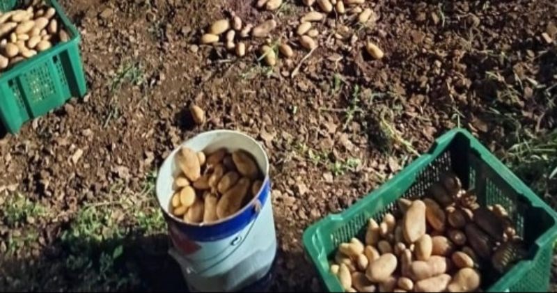 Počela je sezona vađenja krumpira, jednostavno morate vidjeti kako je ovaj Dalmatinac riješio sve