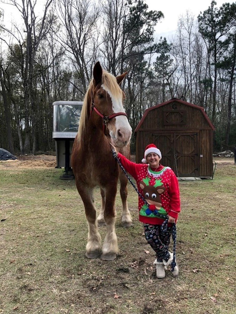 Konj visine 188 centimetara