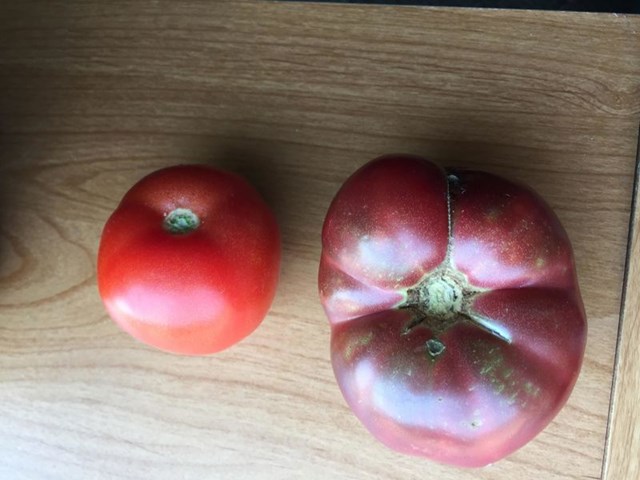 Moderna rajčica i rajčica posađena sjemenom starim 150 godina