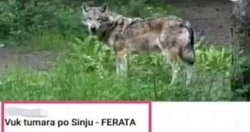 Sinjane je zabrinula vijest da gradom šeta vuk, urnebesni komentar odmah je postao hit u regiji