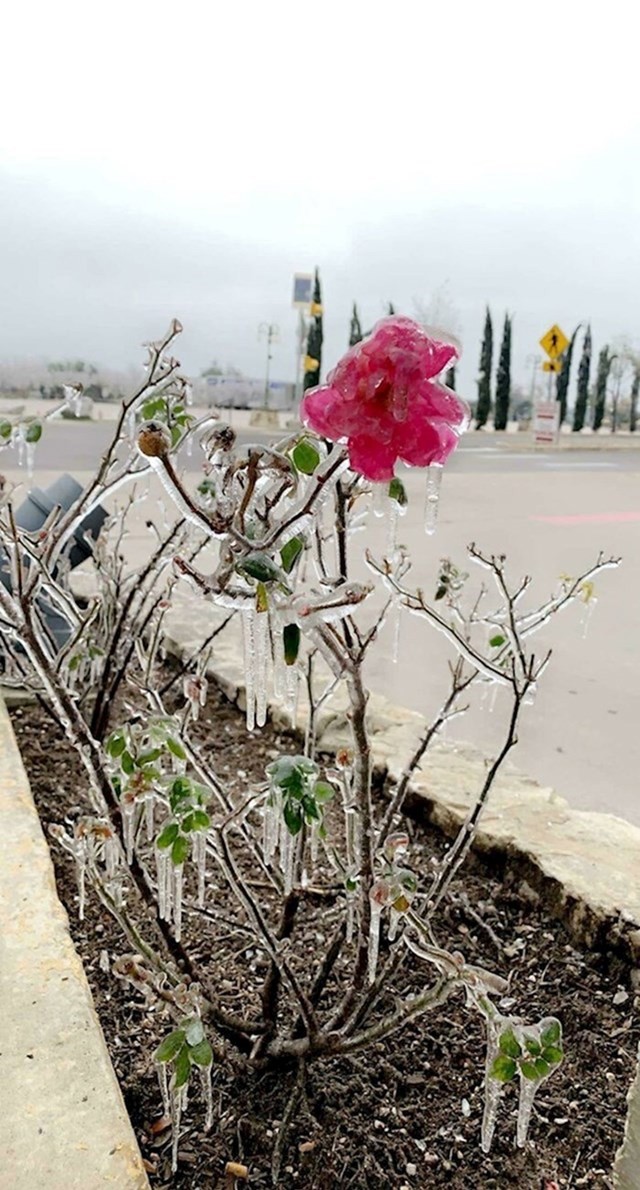 Izašla je vani nakon oluje i pronašla smrznuti cvijet