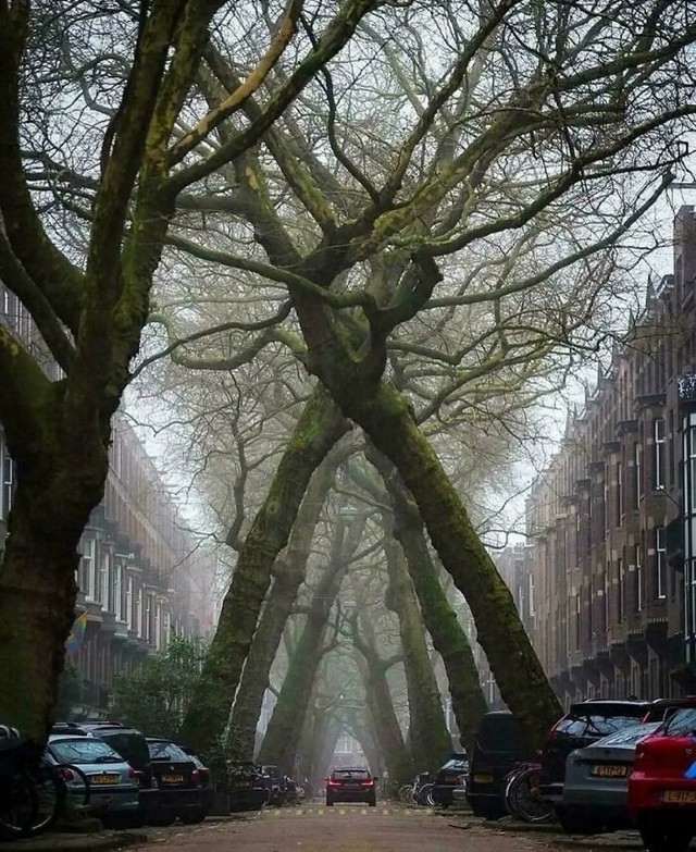 Kut pod kojim rastu stabla u Amsterdamu