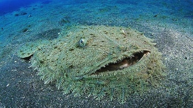 Tepih-morski pas (Wobbegong)