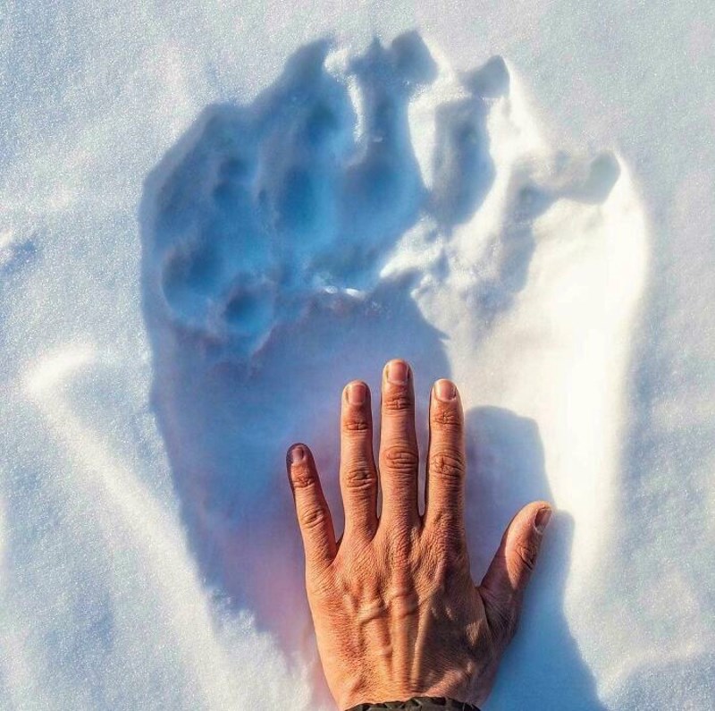 Šapa polarnog medvjeda i ruka čovjeka