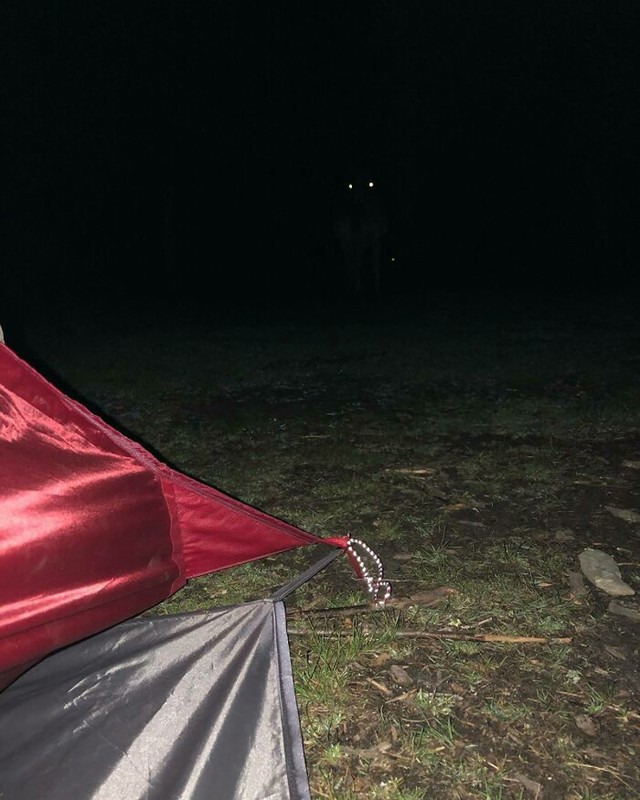 Oči u mraku šume
