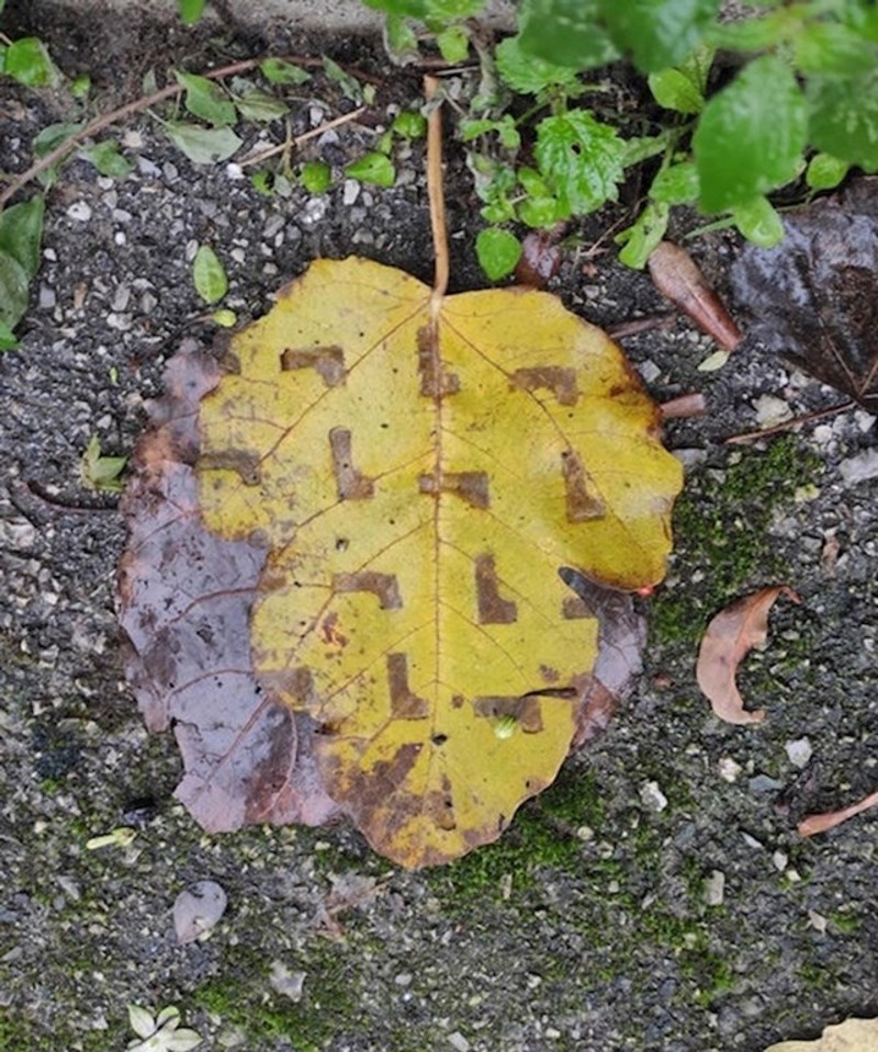 Pronašla sam tetris list