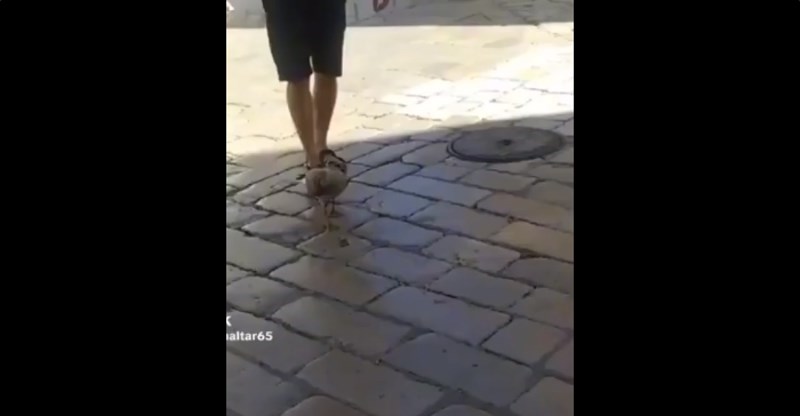 Širi se nevjerojatna snimka iz Splita, nitko ne vjeruje koga je tip šetao gradom na uzici