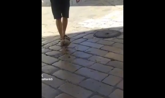 Širi se nevjerojatna snimka iz Splita, nitko ne vjeruje koga je tip šetao gradom na uzici
