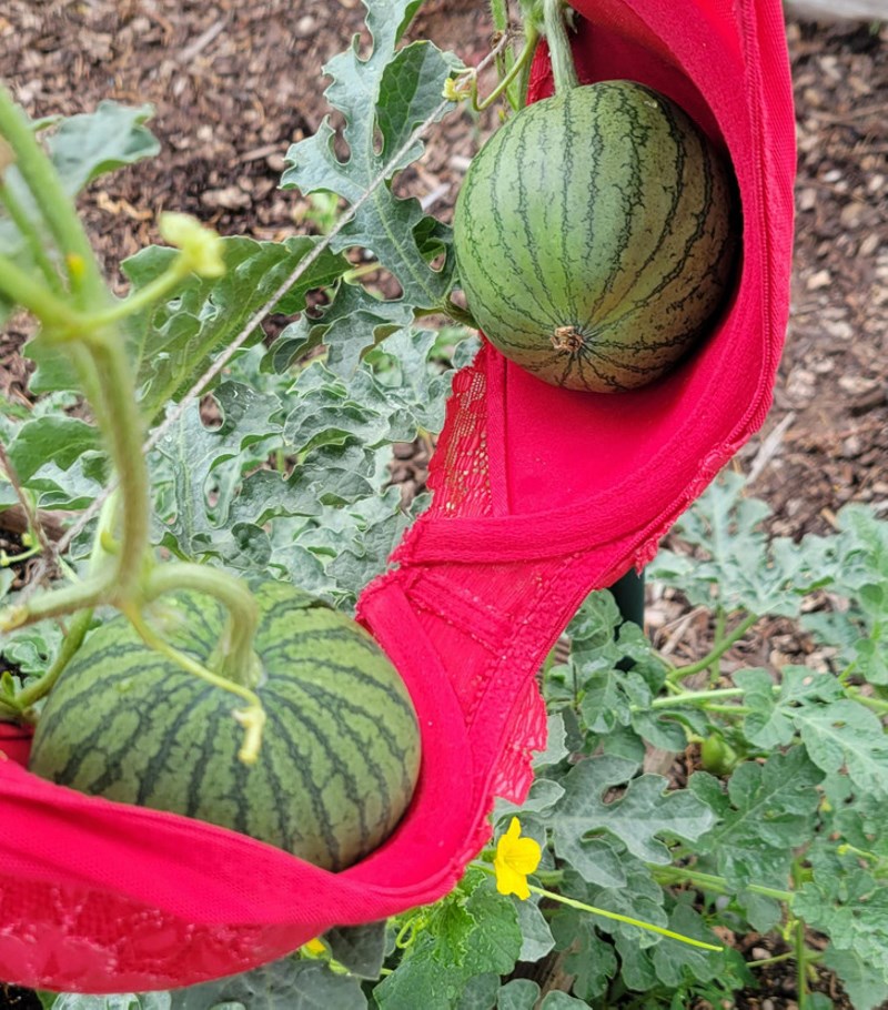 Ovako moja baka štiti stvari u vrtu