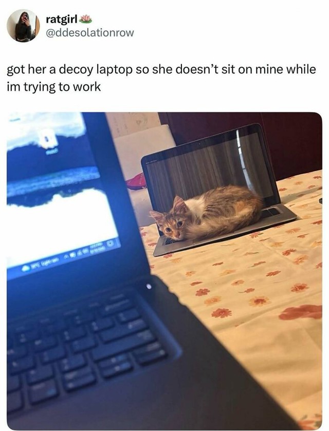 Kupio sam stari laptop da mačka sjedi na njemu dok radim