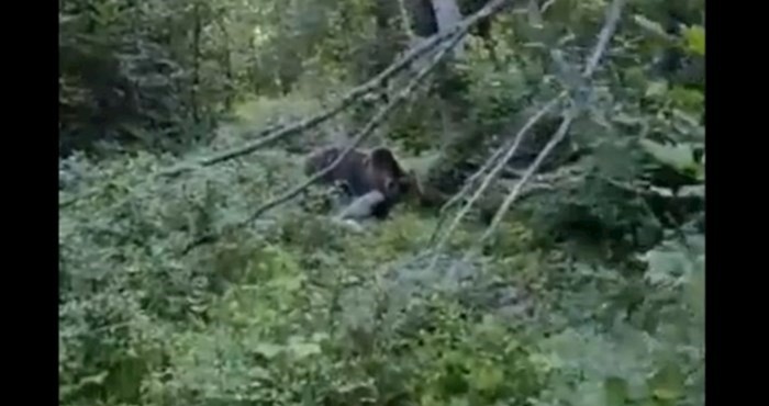 Širi se snimka iz šume u Lici: Što medvjed napravi kad vidi Ličanina?
