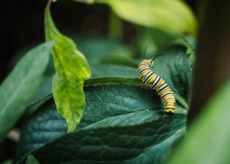 Gusjenica ima više mišića nego čovjek