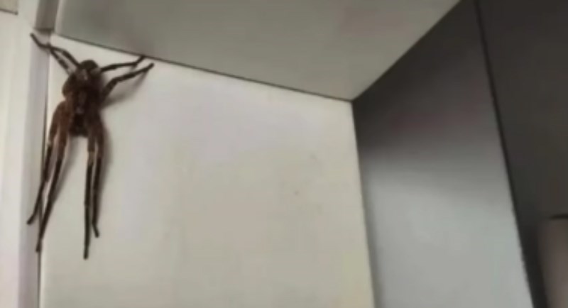 Djevojka je u stanu pronašla pauka i pitala savjet kako ga se riješiti, prvi komentar je hit!