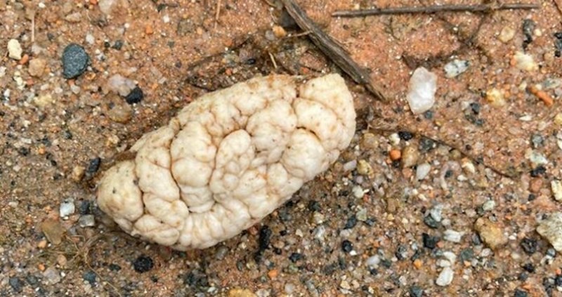 10 ljudi koji su pronašli prečudne stvari, a internet im je otkrio što su zapravo našli