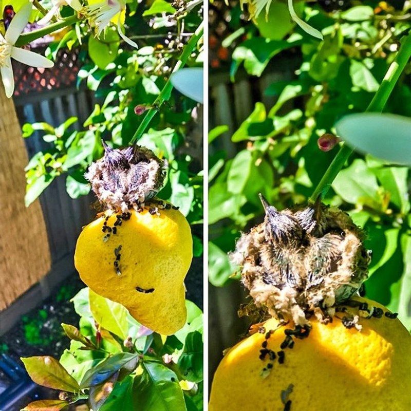 Na stablu limuna u mom vrtu ptica je napravila gnijezdo