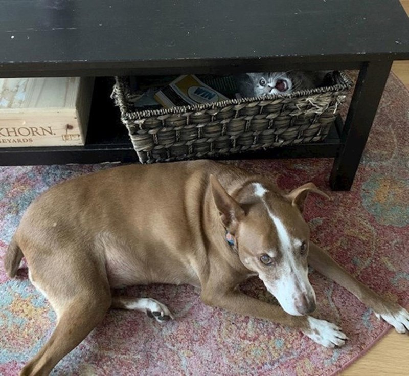 Da ga niste fotkali bez mene!