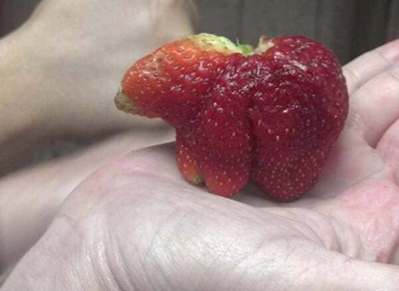 Jagoda izgleda kao medvjed