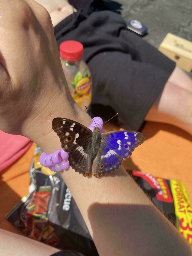 Mačka me posjetila kao leptir