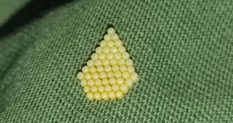 Slavonac na majici nakon sušenja pronašao ovo. Ekipa s interneta brzo je otkrila o čemu se radi