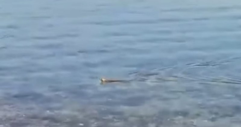 Snimka iz Dalmacije uznemirila ekipu na Fejsu: Ovo ljeto nema kupanja!