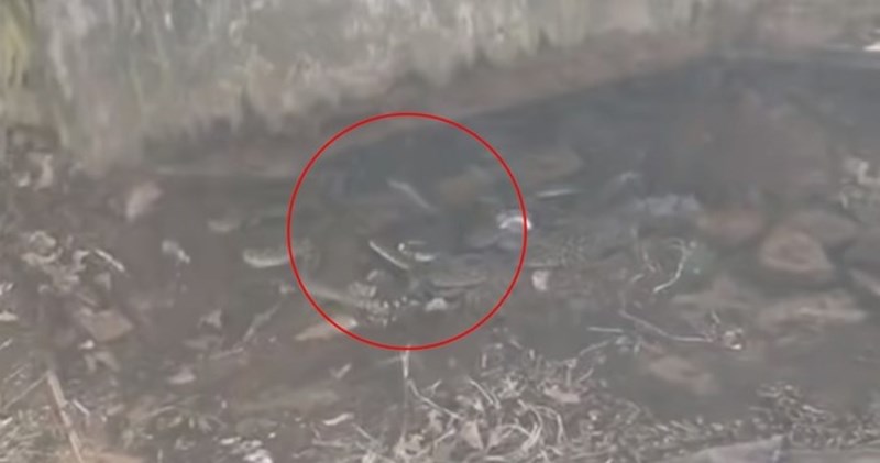 Samo za hrabre: Pogledajte što su ljudi pronašli ispod kuće, sledit će vam se krv u žilama