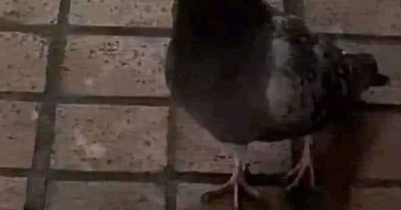 Scena iz Praga šokirala je građane, ljudi ne vjeruju što je golub držao u ustima