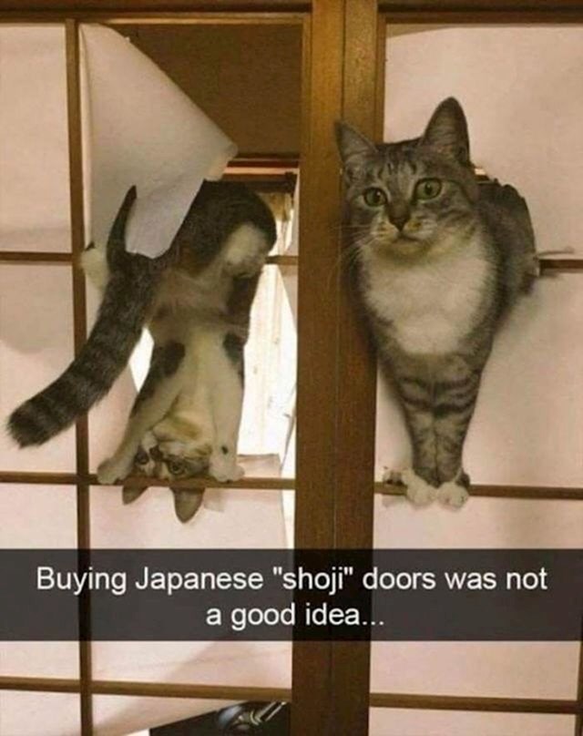 Shvatili su da tradicionalna japanska vrata od papira i mačke ne idu skupa