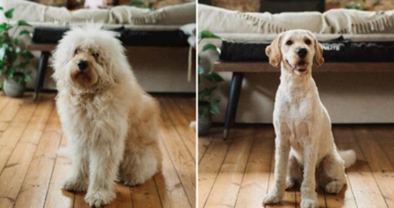 Odveli su svoje pse na šišanje i uvjereni su da su im dali krive pse