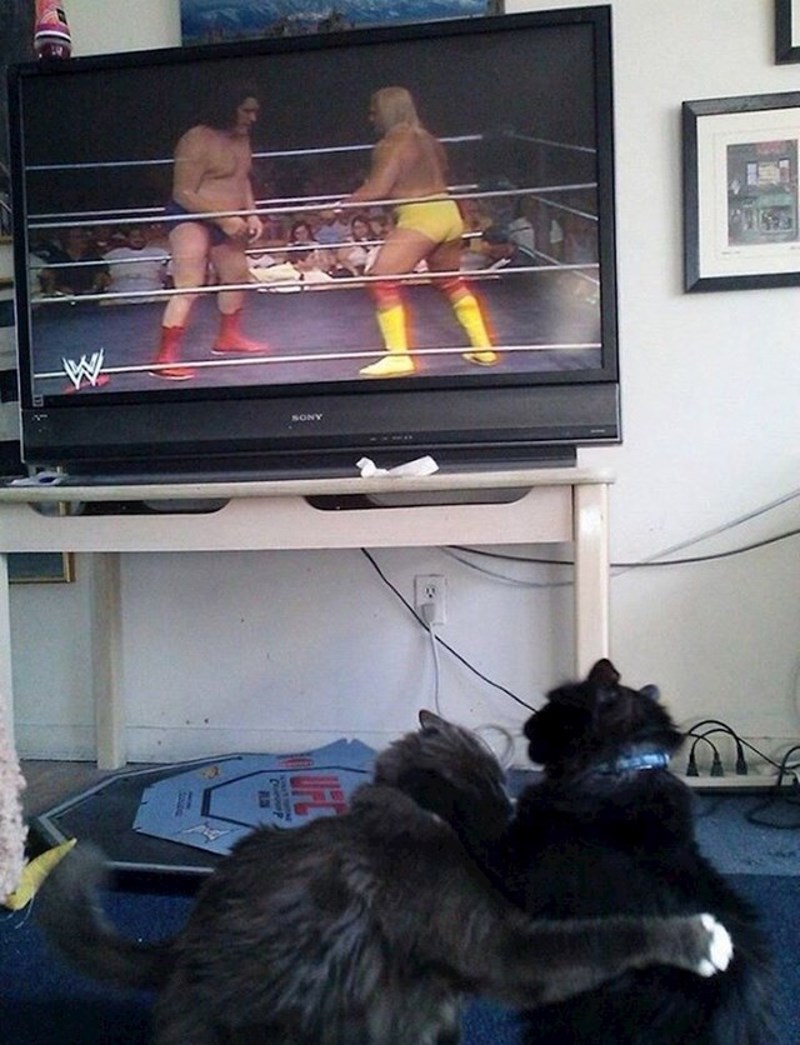 Borba na TV-u i borba uživo