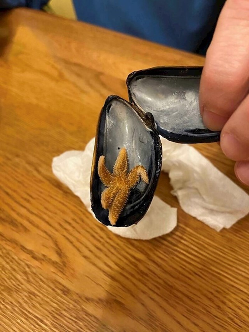 U restoranu je u školjci pronašla malenu zvijezdu