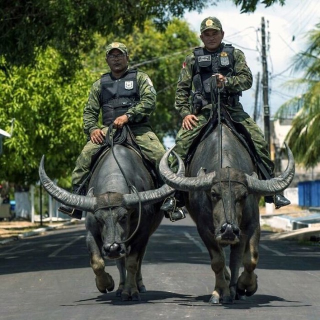 Policija u Brazilu na bivolima