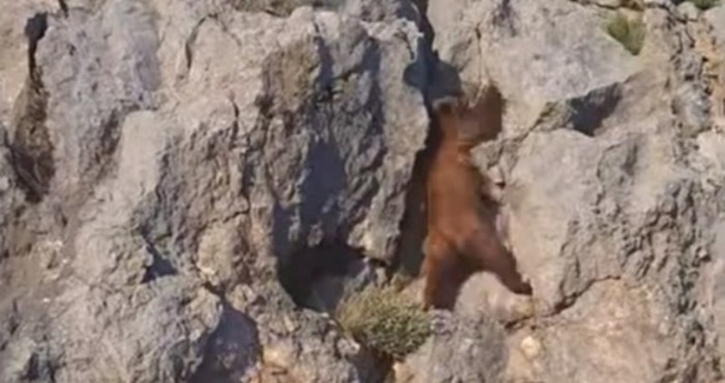 Video iz Hrvatske se širi internetom: pogledajte kojom brzinom se medvjed penje na stijenu