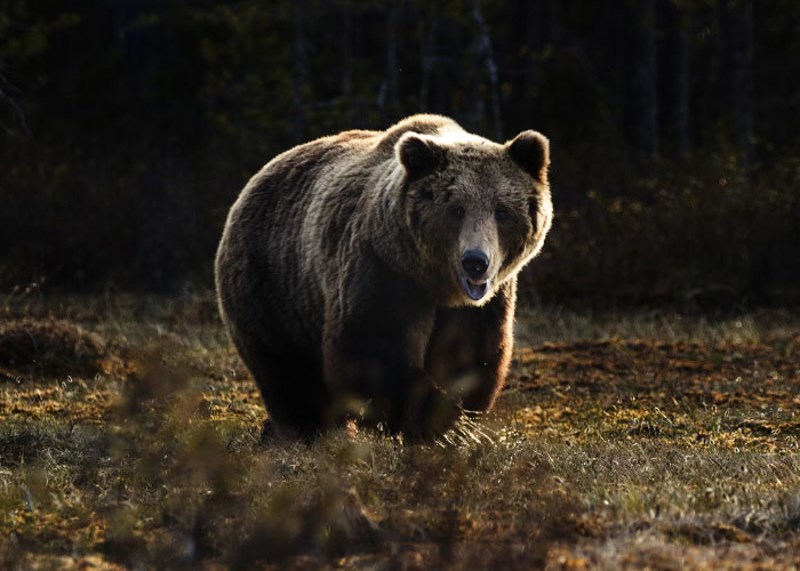 Većini životinja težih od 3kg treba oko 20 sekundi da isprazne mjehur