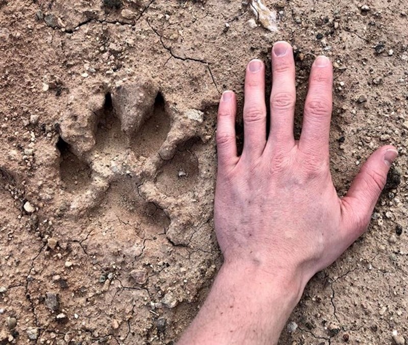 Išao je u šetnju i naišao na ovo