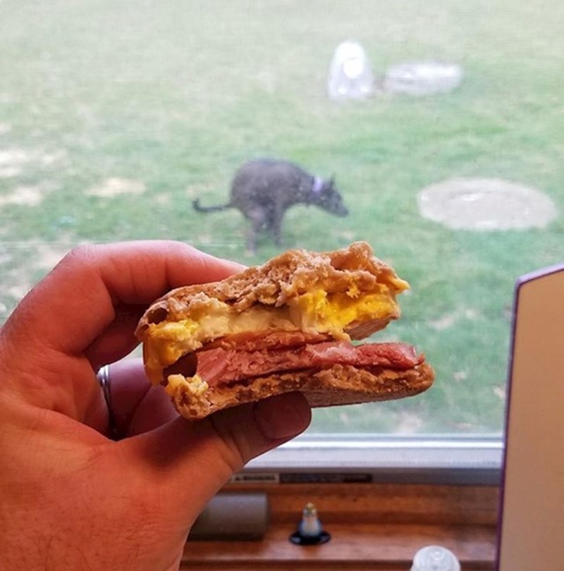 Uživa u sendviču i pogledu