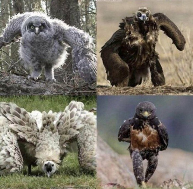 Ptice koje trče