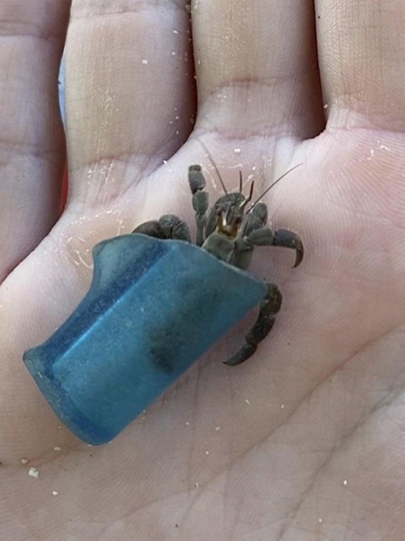 Pronašla sam malog raka koji je napravio kuću od stakla