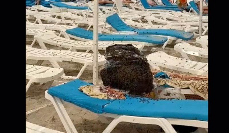 Ogroman roj pčela došao im je na torbu s hranom na plaži, nevjerojatno kako su riješili problem