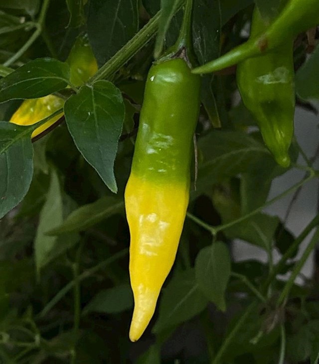 Paprika u dvije boje.
