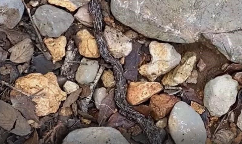 Mislio je da je našao neobičan korijen, a zbog scene koju je vidio kad se približio imat će more!