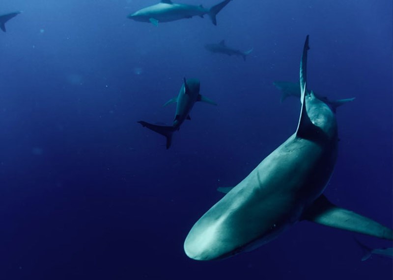 Morski psi stariji su od zvijezde sjevernjače