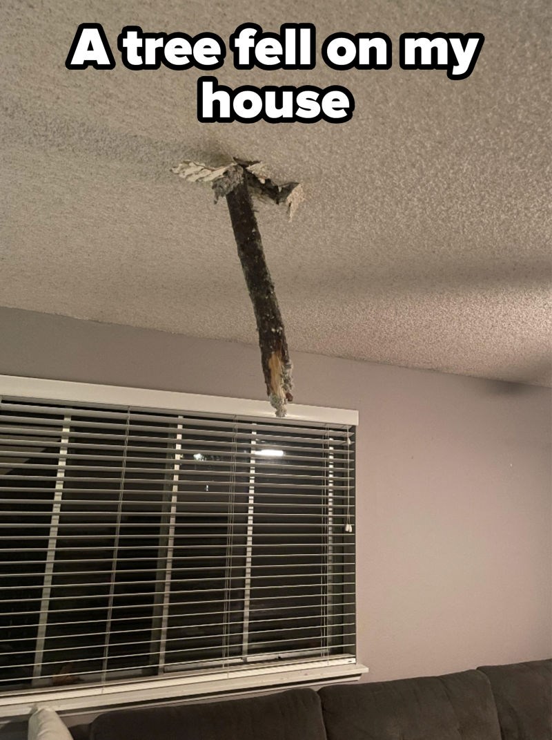 Stablo im je palo na kuću