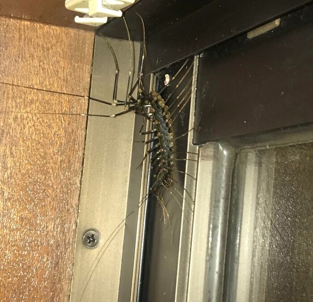 Golema japanska stonoga