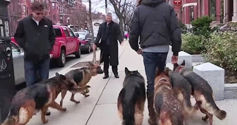 Prolaznici su bili zabrinuti kad je skinuo 6 pasa s povodca, no onda ih je nešto začudilo