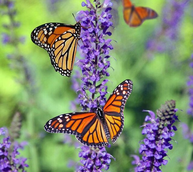 Selidba leptira monarha