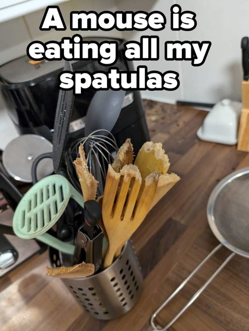 Miš mu je pojeo kuhinjski pribor
